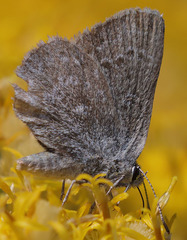 Satyrium semiluna