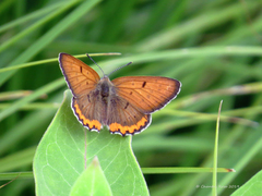 Tharsalea hyllus