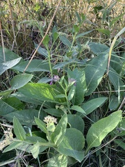 Symphytum officinale