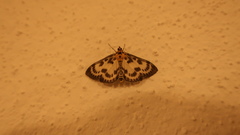 Anania hortulata