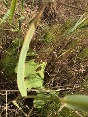 Conocephalus dorsalis