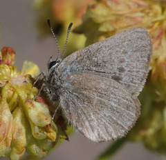 Satyrium semiluna