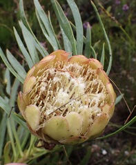 Protea tenax