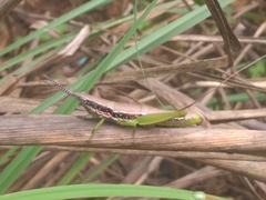 Neorthacris