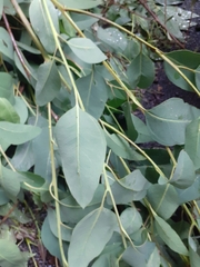 Eucalyptus camaldulensis