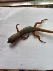 Psammodromus algirus