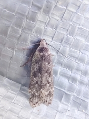 Anacampsis