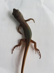 Psammodromus algirus