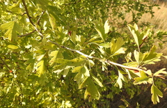 Crataegus monogyna