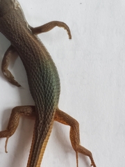 Psammodromus algirus