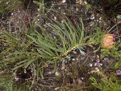 Protea tenax