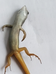 Psammodromus algirus