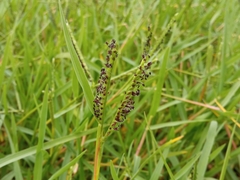 Paspalum distichum