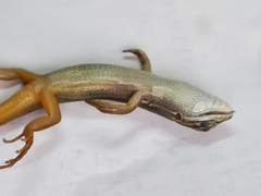 Psammodromus algirus