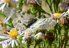 Parnassius clodius
