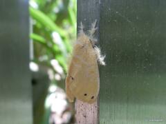 Artaxa guttata