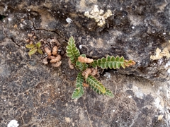 Asplenium ceterach