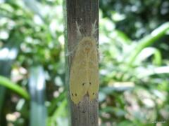 Artaxa guttata