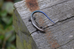 Plestiodon finitimus