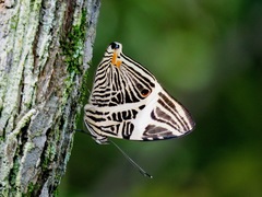 Colobura dirce