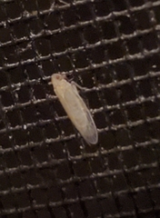 Membracoidea