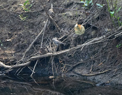 Setophaga coronata auduboni