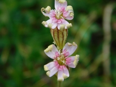 Silene ciliata