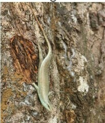 Dasia olivacea
