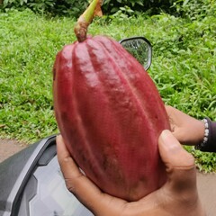 Theobroma cacao