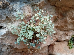 Sarcocapnos enneaphylla