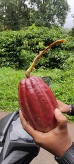 Theobroma cacao