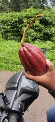 Theobroma cacao