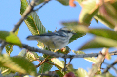 Setophaga nigrescens