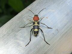Xylotrechus rufilius