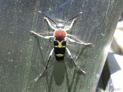 Xylotrechus rufilius