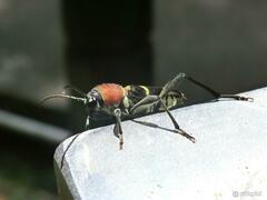 Xylotrechus rufilius