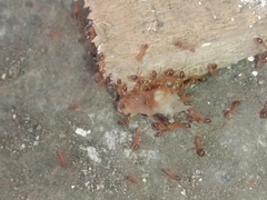 Anoplolepis gracilipes