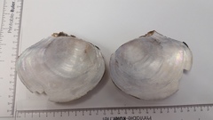 Utterbackiana suborbiculata