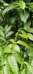 Coffea arabica