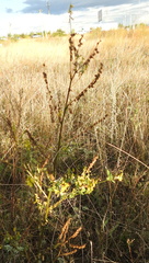 Melilotus officinalis