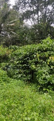Coffea arabica