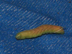 Smerinthus ocellata