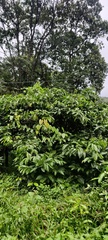 Coffea arabica