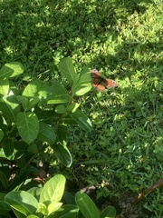 Limenitis archippus floridensis