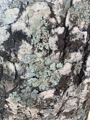 Parmelioideae