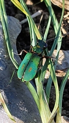 Cicindela campestris