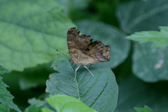 Polygonia c-aureum