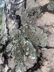 Parmelioideae