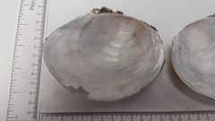 Utterbackiana suborbiculata