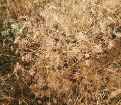 Falcaria vulgaris
